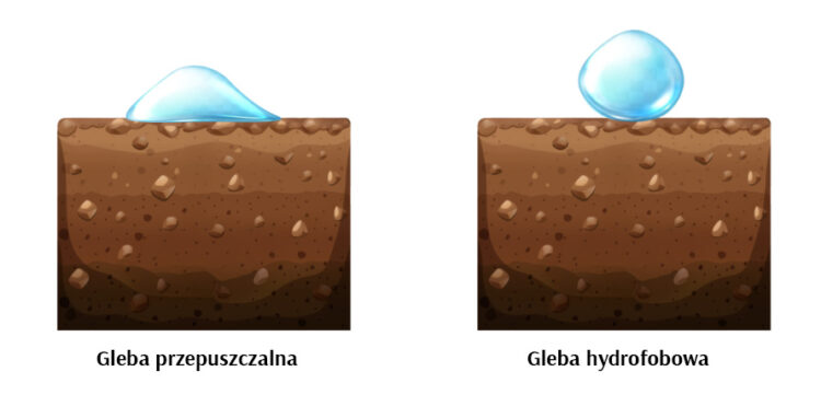 Woda spływa po ziemi zamiast w nią wsiąkać – co to jest hydrofobowość i jak sobie z nią radzić?
