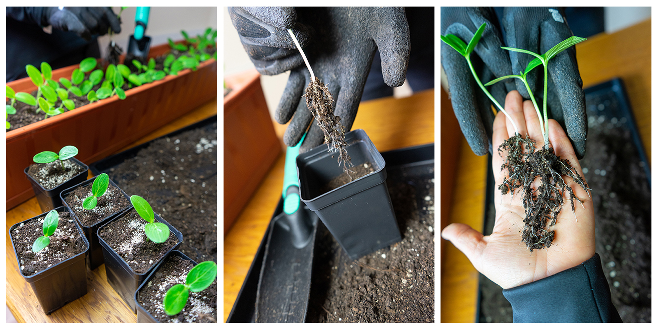 Wszystko zaczyna się pod ziemią, czyli jak ATEN wspiera rozwój silnych korzeni