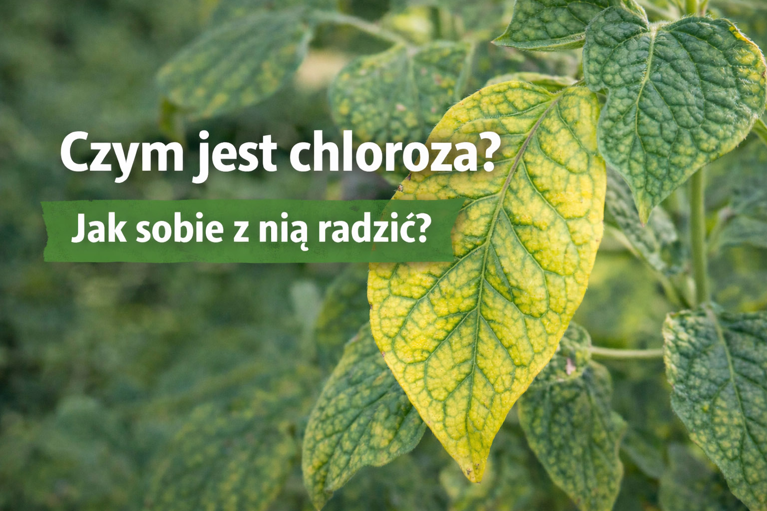Czym jest chloroza i jak sobie z nią radzić?