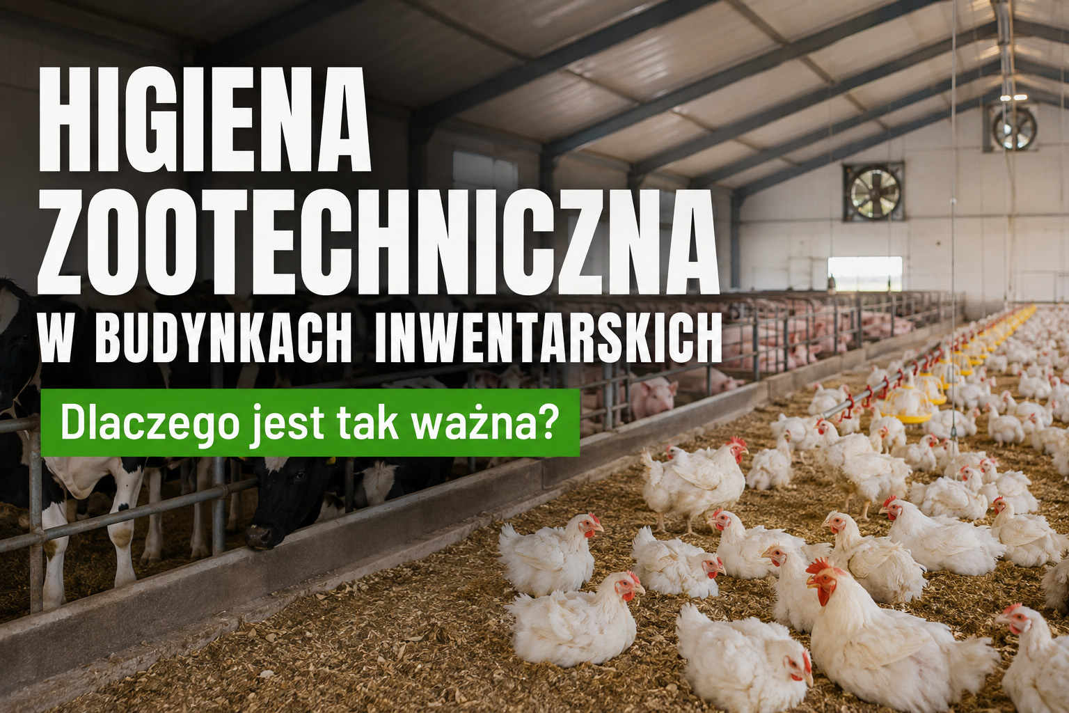Higiena zootechniczna w budynkach inwentarskich – dlaczego jest tak ważna?