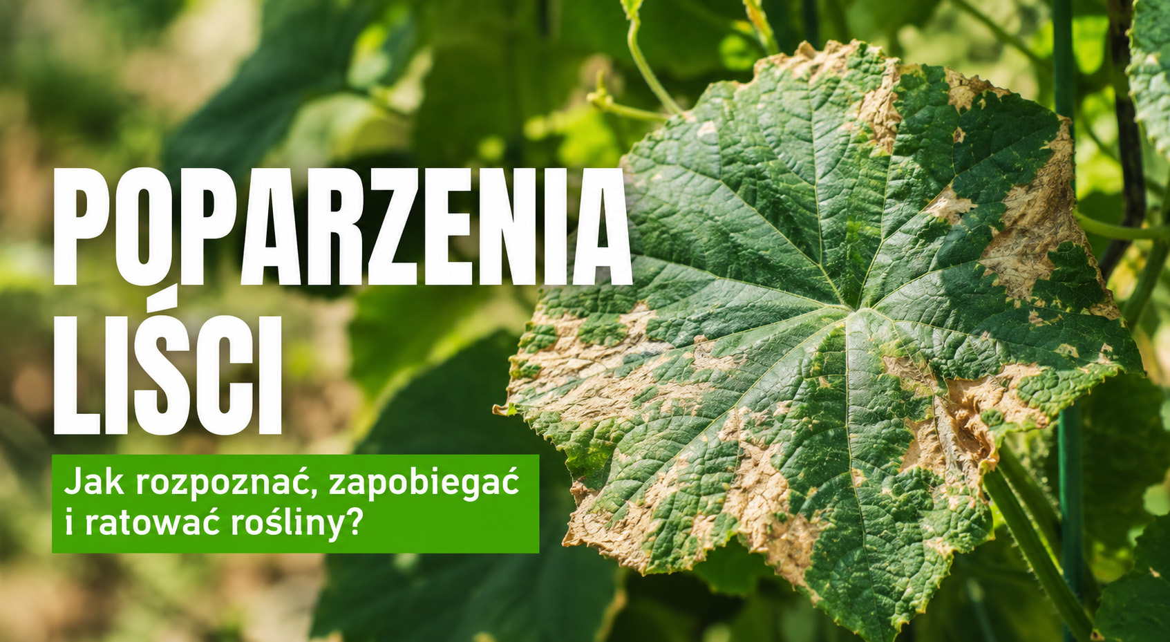 Poparzenia liści – jak rozpoznać, zapobiegać i ratować rośliny?