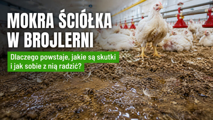 Mokra ściółka w brojlerni – dlaczego powstaje, jakie powoduje problemy i co można zrobić?