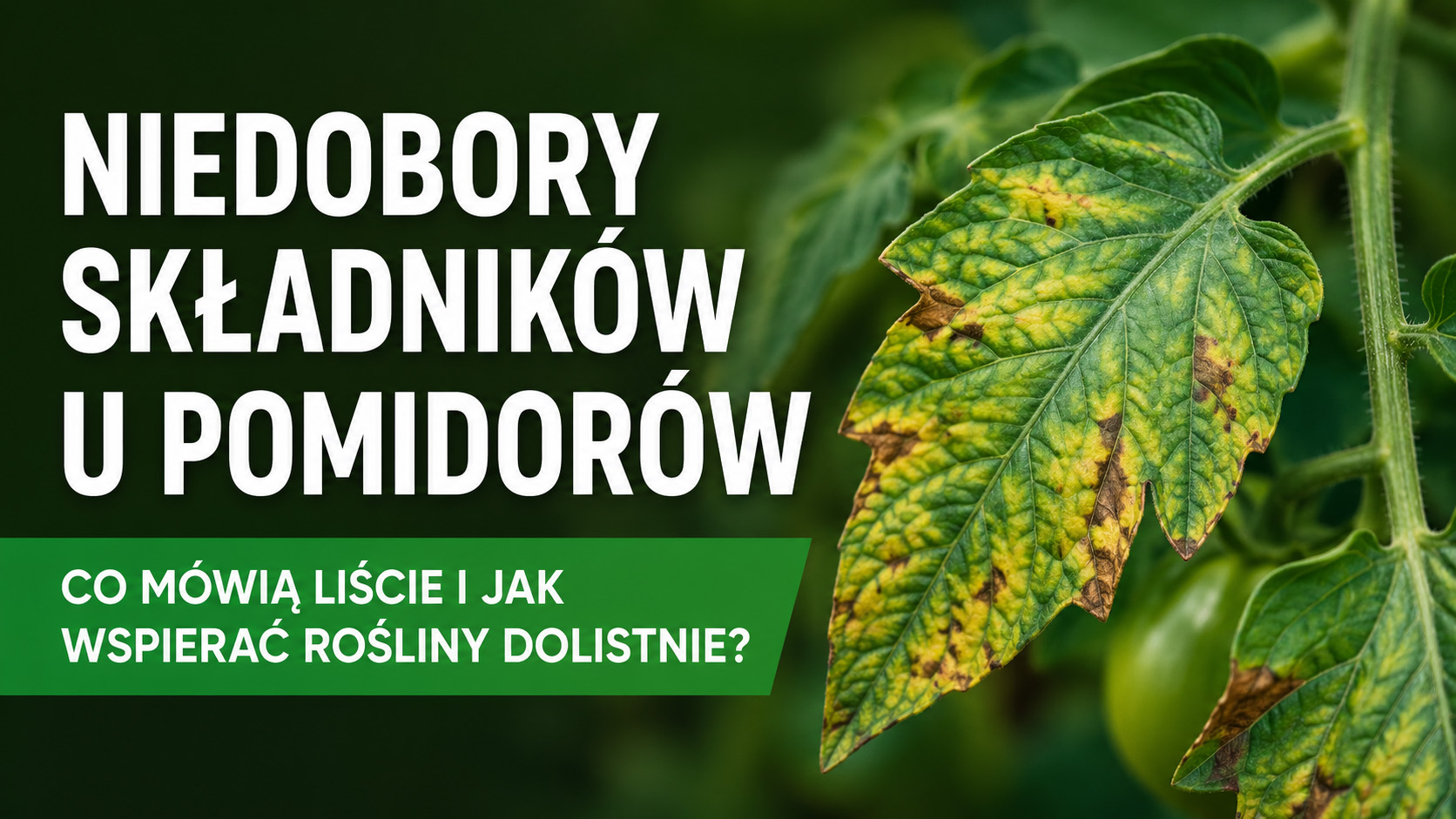Niedobory składników u pomidorów – co mówią liście i jak wspierać rośliny dolistnie?