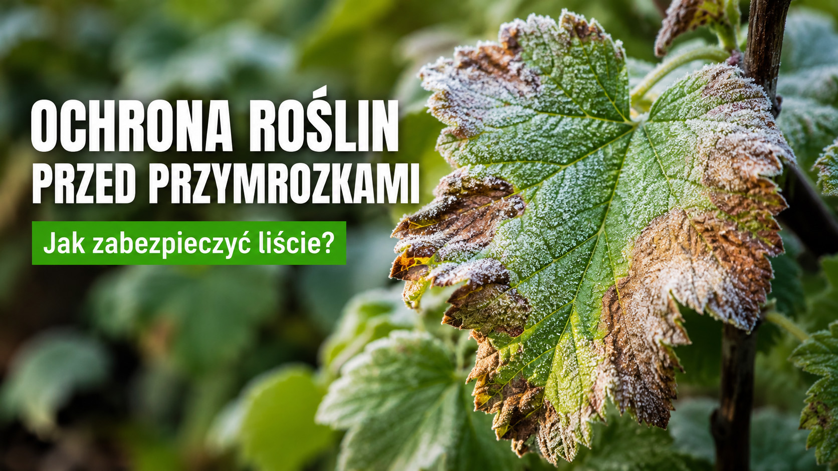 Ochrona roślin przed przymrozkami – jak zabezpieczyć liście?