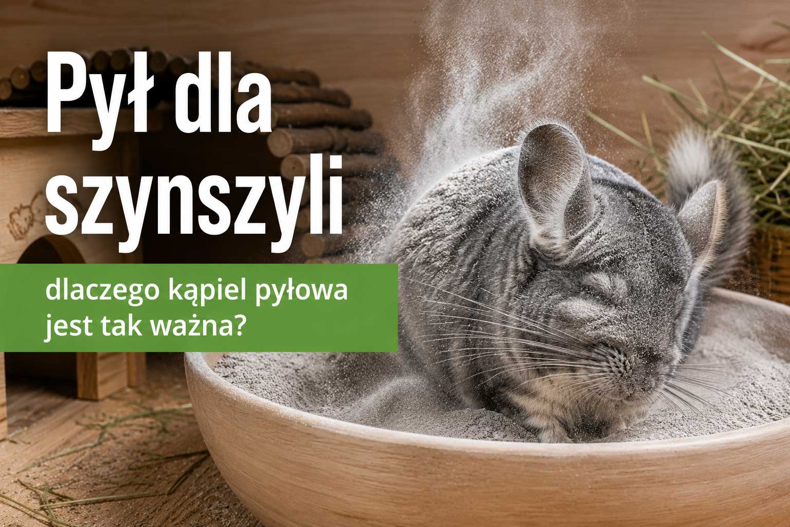Pył dla szynszyli – dlaczego kąpiel pyłowa jest tak ważna?
